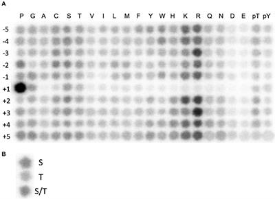 Development of a CDK10/CycM in vitro Kinase Screening Assay and Identification of First Small-Molecule Inhibitors